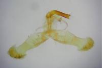 Dichrorampha acuminatana