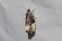 Hedya pruniana
