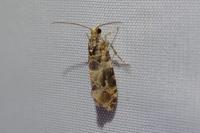 Lobesia botrana/reliquana