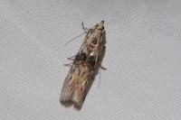 Nephopterix angustella