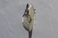 Cilix glaucata