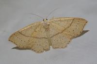 Cyclophora punctaria