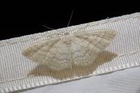 Idaea subsericeata