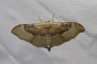 Idaea degeneraria