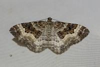 Epirrhoe alternata