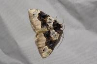 Cosmorhoe ocellata