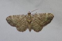 Pasiphila chloerata