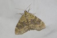 Acasis viretata