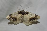 Ligdia adustata