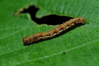 Erannis defoliaria