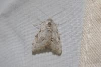 Nola confusalis