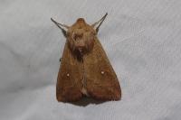 Mythimna albipuncta