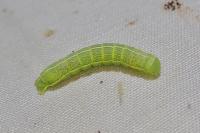 Orthosia incerta