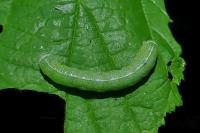 Orthosia cerasi