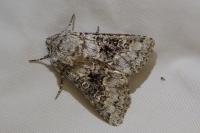Hecatera bicolorata