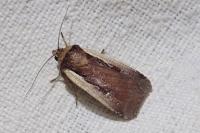 Ochropleura plecta