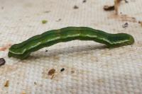 Chesias legatella