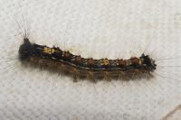Lymantria dispar