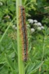 Malacosoma neustria