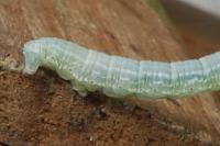 Operophtera brumata