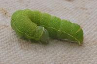 Orthosia cerasi