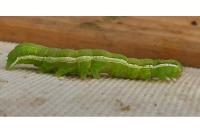 Orthosia gothica