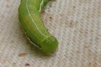Orthosia gothica
