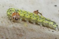 Polyploca ridens
