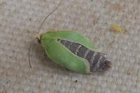 Tortrix viridana