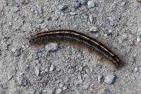 Malacosoma neustria