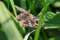 Autographa gamma