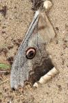 Saturnia pyri