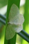 Cabera exanthemata