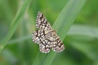 Chiasmia clathrata