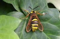 Sesia apiformis