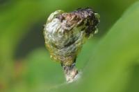 Coleophora kuehnella