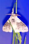 Calliteara pudibunda