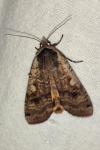 Noctua pronuba
