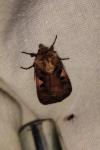 Xestia c-nigrum