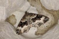 Epirrhoe alternata