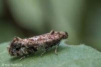Acrolepia autumnitella