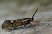 Esperia sulphurella