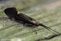 Esperia sulphurella