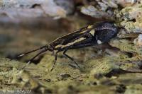 Esperia sulphurella