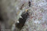 Incurvaria masculella