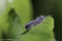 Lymantria dispar