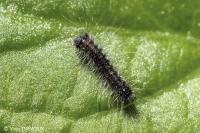 Lymantria dispar