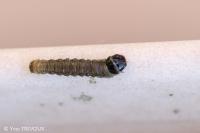 Tortrix viridana