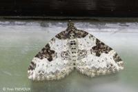 Xanthorhoe fluctuata