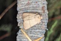 Charanyca trigrammica